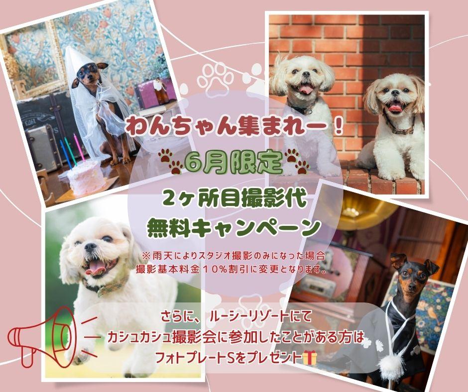 【わんちゃん限定🐶】6月撮影キャンペーン