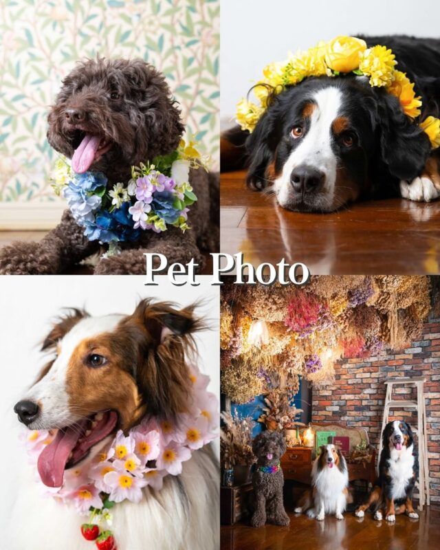 とっても可愛いお客様が遊びに来てくださいました✨️

うちの子の可愛さを残しませんか📸

🐾ペットフォト🐾
￥35,000(全カットデータ付き)

※洞峰公園撮影時は公園使用料￥530が発生致します

スタジオまたは洞峰公園をお選び頂けます🍀*゜
お気軽にお問い合わせくださいませ🤲

┈┈┈┈┈┈ 𖤣𖥧𖥣𖡡𖥧𖤣 ┈┈

カシュカシュスタジオご利用方法
①ご予約＆お問合せ
⭐️お電話 029-850-3890
⭐️公式LINE
⭐️予約、問い合わせフォー厶(@cachecache_tsukubaハイライト〈プラン･料金〉)

からご予約＆お問合せ📞
スタジオの見学や打ち合わせも無料で承っております😌
※tsukuba.cache2@gmail.comのメールを受信できるよう事前にご確認をお願いします

②ご来館
③データ＆アルバム等の受け取り
アルバム等の商品はご自宅へ郵送でお届けいたします📮
撮影当日に《よく出来ましたカット10枚》をLINEにてお渡しさせて頂きます✨️

@cachecache_tsukuba
茨城県つくば市二の宮2-17-10 パークサイド洞峰A号
open平日/11:00~18:30
closed火曜

 #カシュカシュ  #ペットフォト